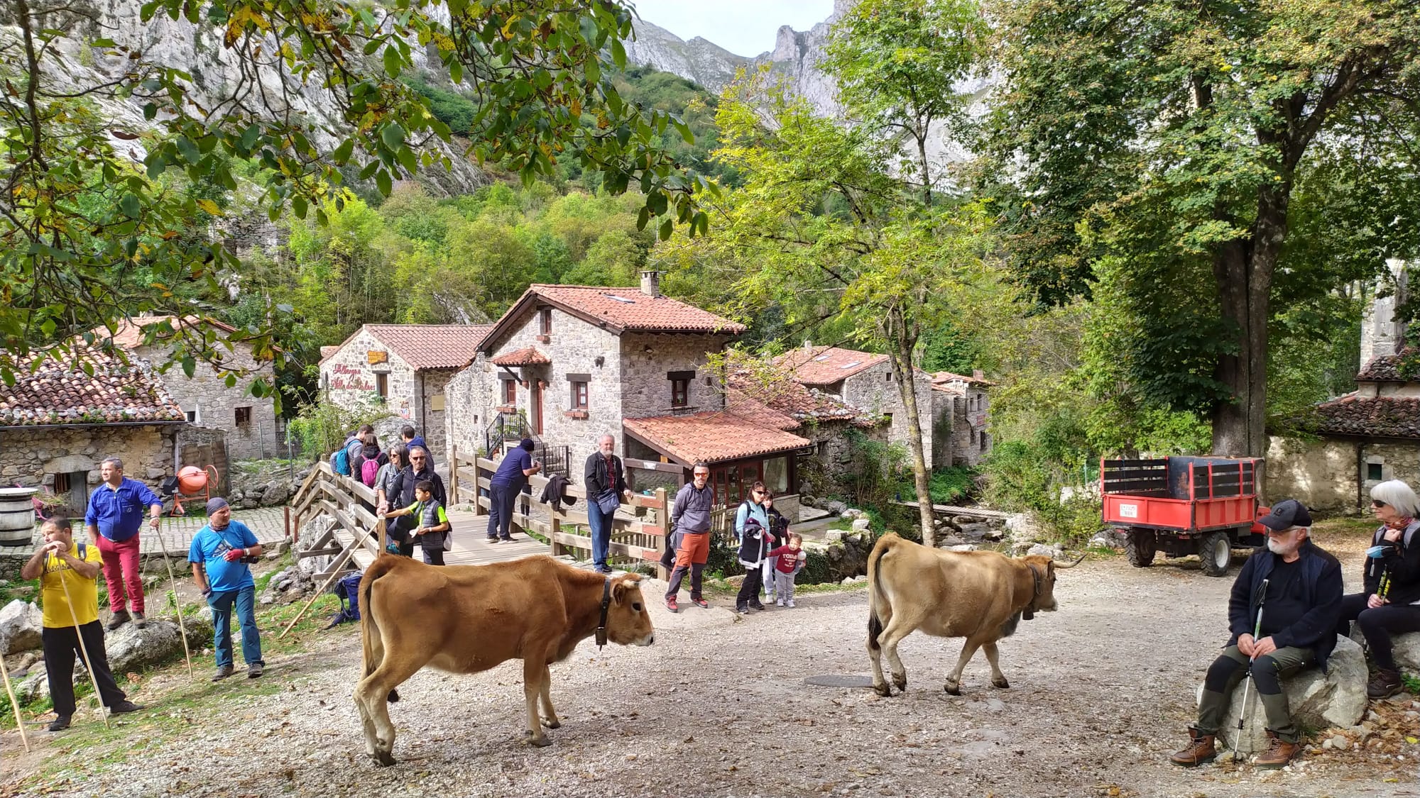 Vacas en Bulnes